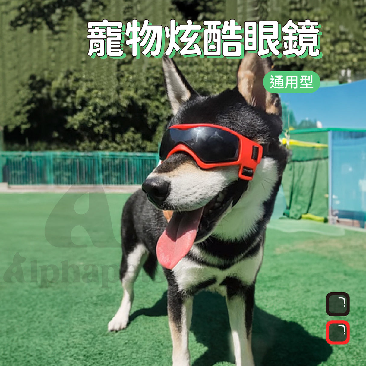 通用型 寵物炫酷眼鏡 寵物眼睛防護 寵物護目鏡