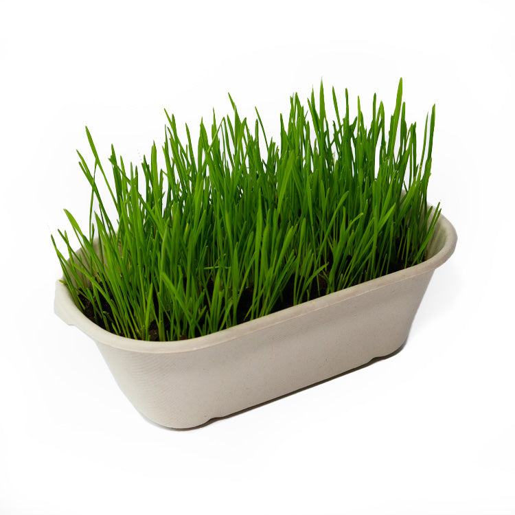 Catwant貓咪旺農場 小麥草DIY種植組