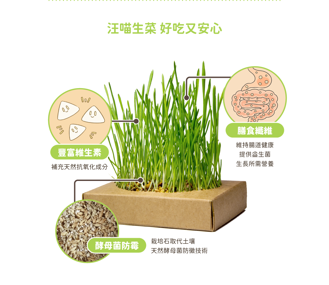 DogCatStar汪喵星球 汪喵生菜 貓草新鮮栽培盒 狗草新鮮栽培盒 小麥草