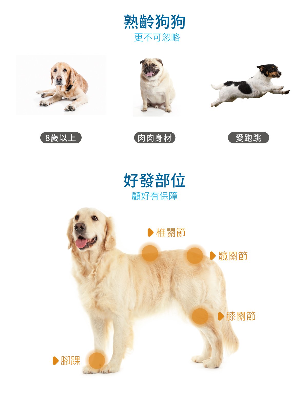 Moreson木入森 犬寶有關膝 狗關節保健 30/ 60入 /盒