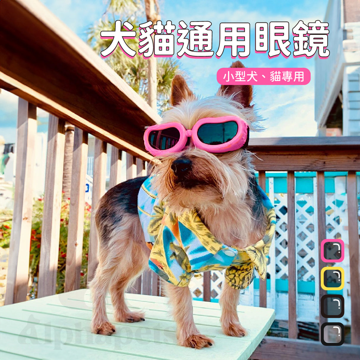 小型犬貓通用 寵物眼鏡 寵物眼睛防護 寵物護目鏡