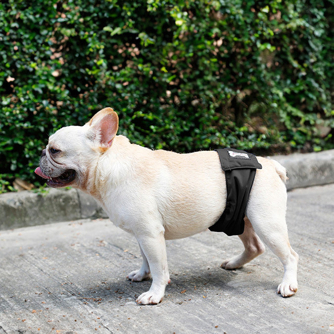 DogLemi 多樂米 寵物禮貌帶 尿布 公狗專用 寵物尿褲 可水洗