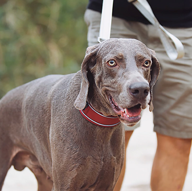 BlackDoggy 寵物戶外反光緹花便攜帶牽繩 / 反光項圈 2色