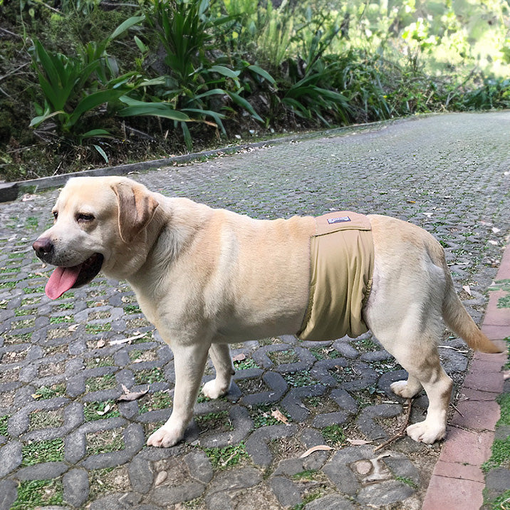 DogLemi 多樂米 寵物禮貌帶 尿布 公狗專用 寵物尿褲 可水洗