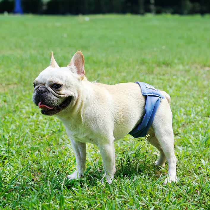 DogLemi 多樂米 寵物禮貌帶 尿布 公狗專用 寵物尿褲 可水洗