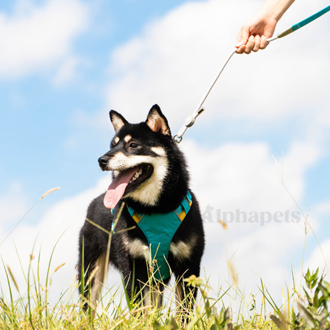UNMIXED 城市探索者 牽引繩&胸背帶 多種尺寸顏色