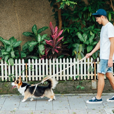 tails&me 尾巴與我 經典尼龍帶胸背帶 Nomo單色系列 寵物胸背帶