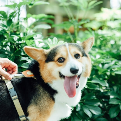 tails&me 尾巴與我 經典尼龍帶胸背帶 Nomo單色系列 寵物胸背帶