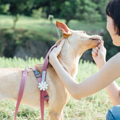 tails&me 尾巴與我 經典尼龍帶胸背帶 Nomo單色系列 寵物胸背帶