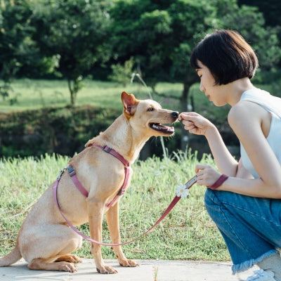 tails&me 尾巴與我 經典尼龍帶胸背帶 Nomo單色系列 寵物胸背帶