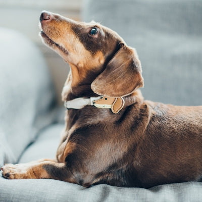 tails&me 尾巴與我 自然概念革配件 皮標 項圈牽繩配件