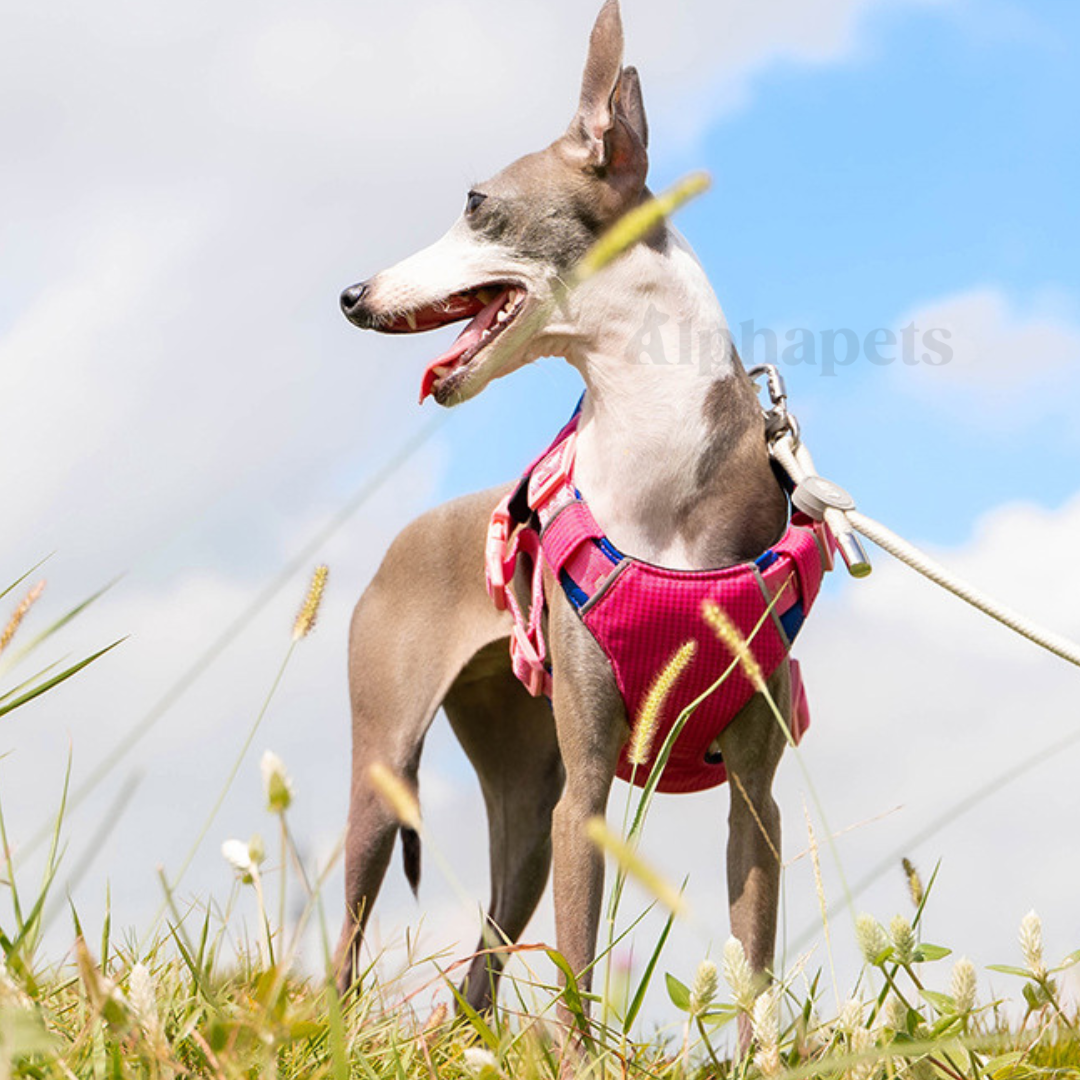 UNMIXED 城市探索者 牽引繩&胸背帶 多種尺寸顏色