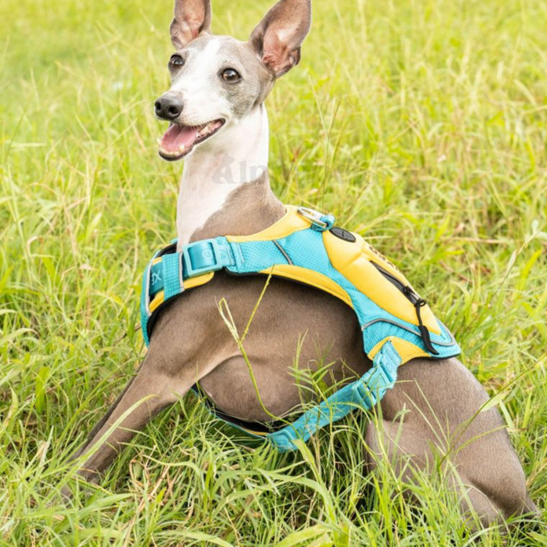 UNMIXED 城市探索者 牽引繩&胸背帶 多種尺寸顏色