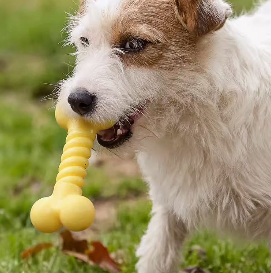 Q-MONSTER 糖果色骨頭 耐咬玩具 狗玩具 5色