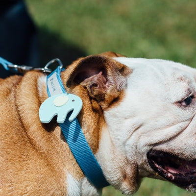 tails&me 尾巴與我 經典尼龍帶胸背帶 Nomo單色系列 寵物胸背帶