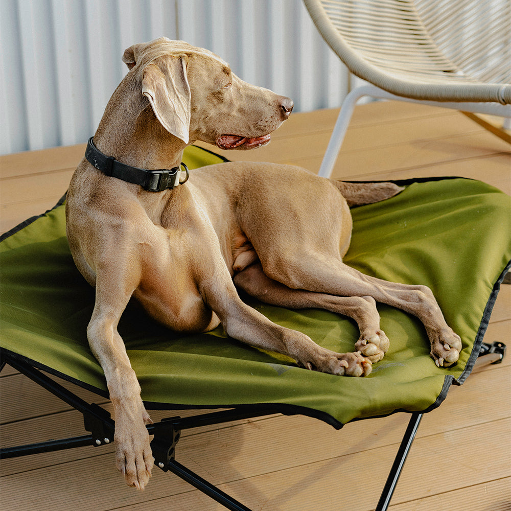 BlackDoggy 寵物戶外防潑水摺疊行軍床 / 專用睡墊 寵物床