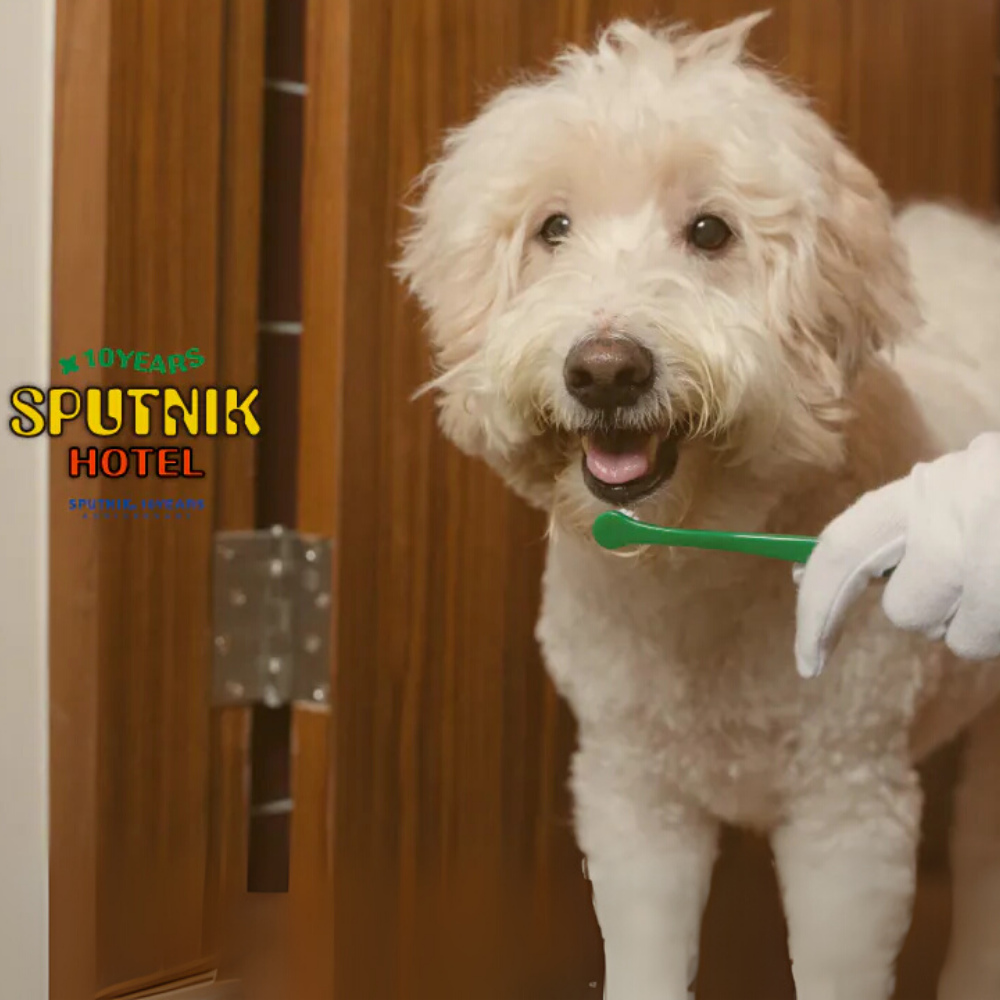 SPUTNIK 寵物牙刷(3入組) 貓刷牙 狗刷牙 寵物潔牙狗牙刷