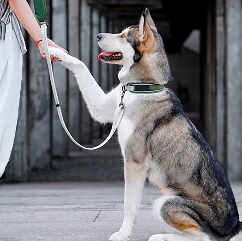 BlackDoggy 寵物戶外反光緹花便攜帶牽繩 / 反光項圈 2色