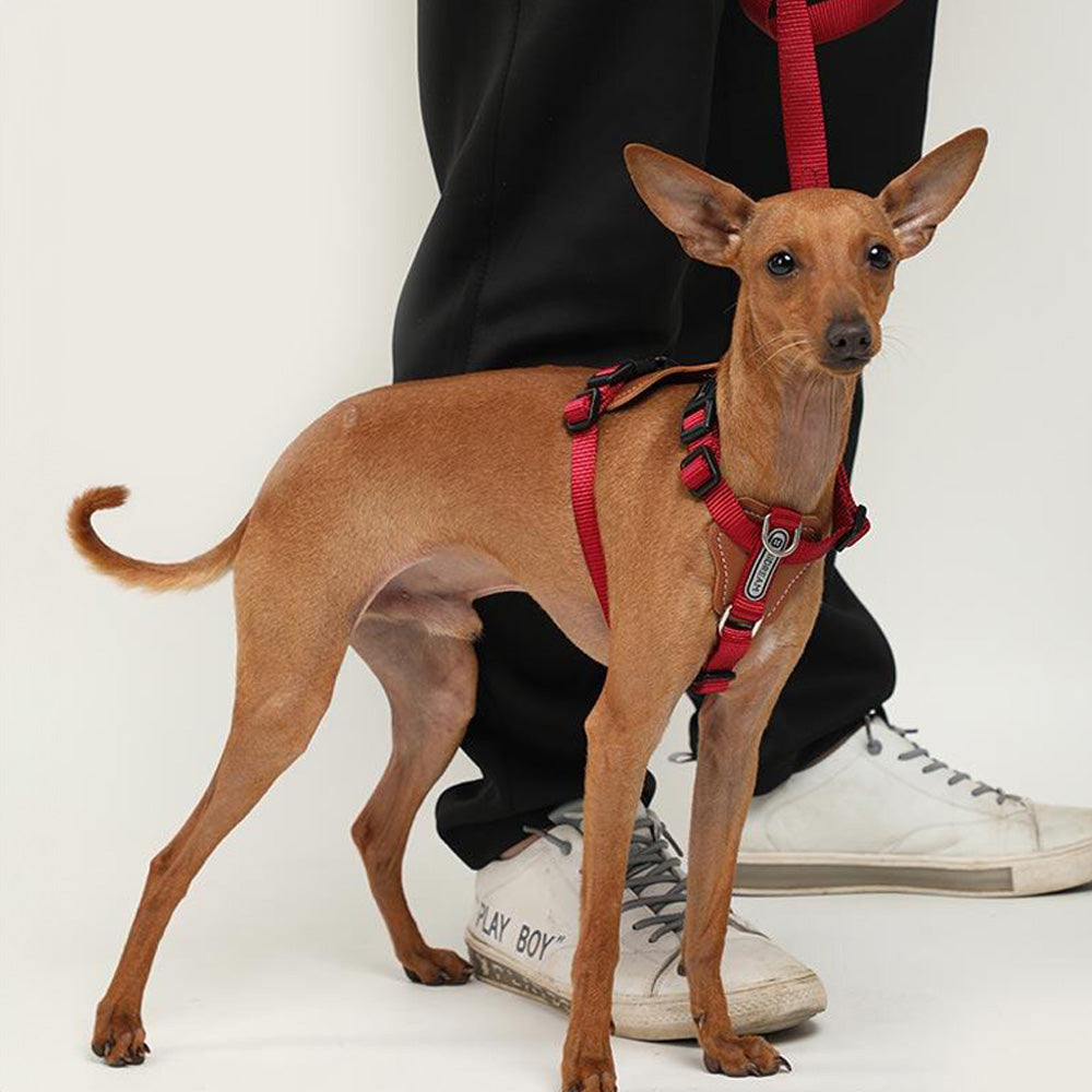 HIDREAM 寵物工字型胸背帶 5色