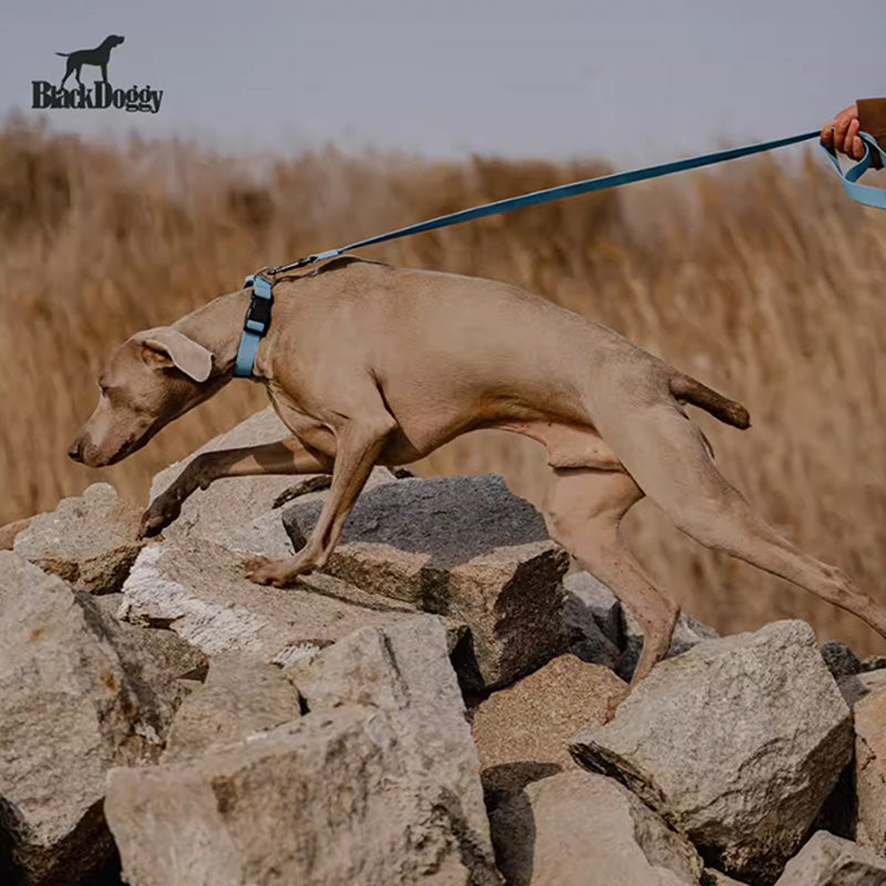 BlackDoggy 寵物外出壓花防水項圈 / 牽繩