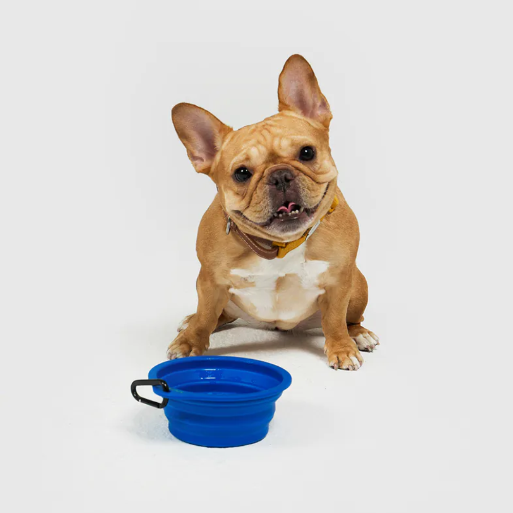 SPTUNIK 10TH YEAR︱寵物折疊碗 - 粉色 藍色