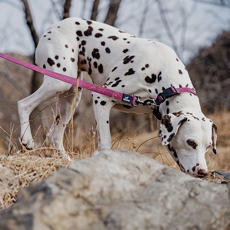 BlackDoggy 等高線寵物外出防水項圈 / 牽繩