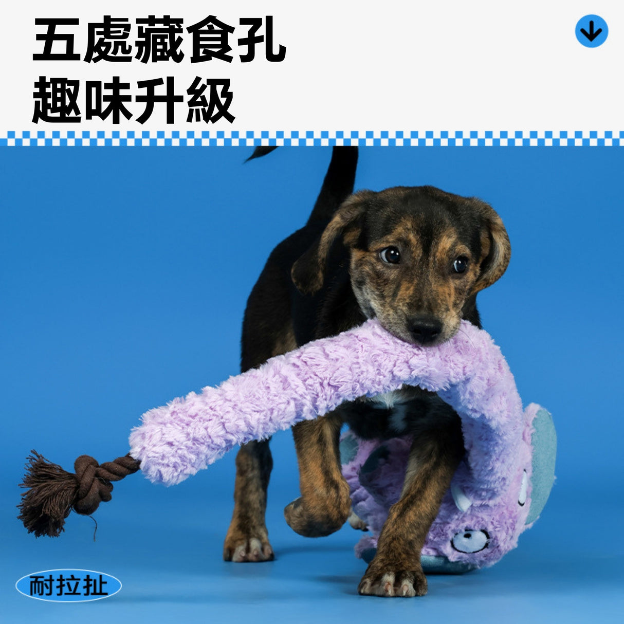 QMONSTER 長鼻象系列 藏食發聲拔河毛絨玩具