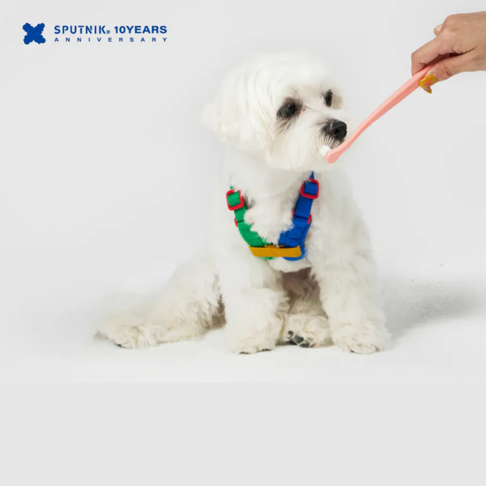 SPUTNIK 寵物牙刷(3入組) 貓刷牙 狗刷牙 寵物潔牙狗牙刷