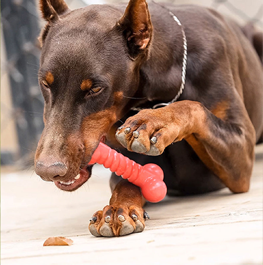 Q-MONSTER 糖果色骨頭 耐咬玩具 狗玩具 5色