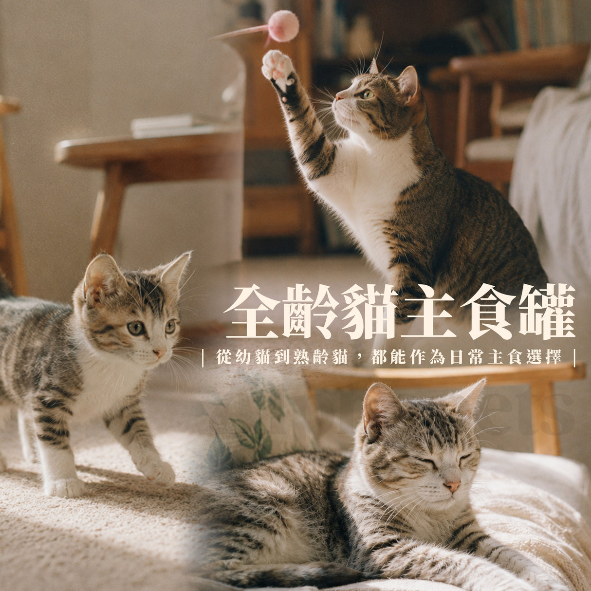Eatmee 易特咪 Party Pate 肉派主食罐 5種口味 90g