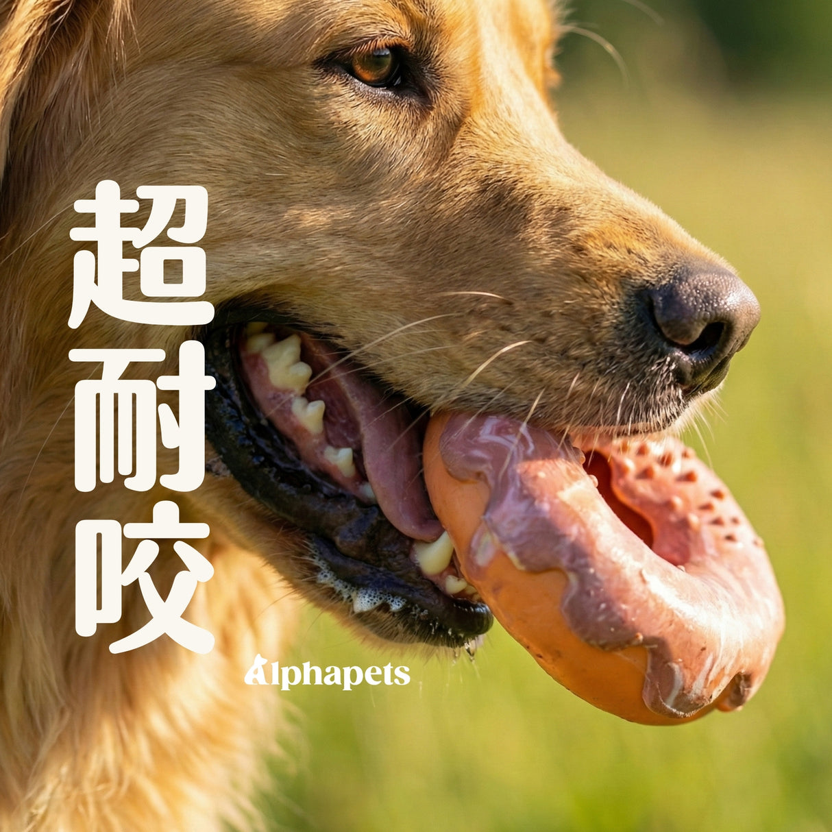 PETOPIA 咬不壞的玩具 磨牙玩具 甜甜圈/小紙杯蛋糕