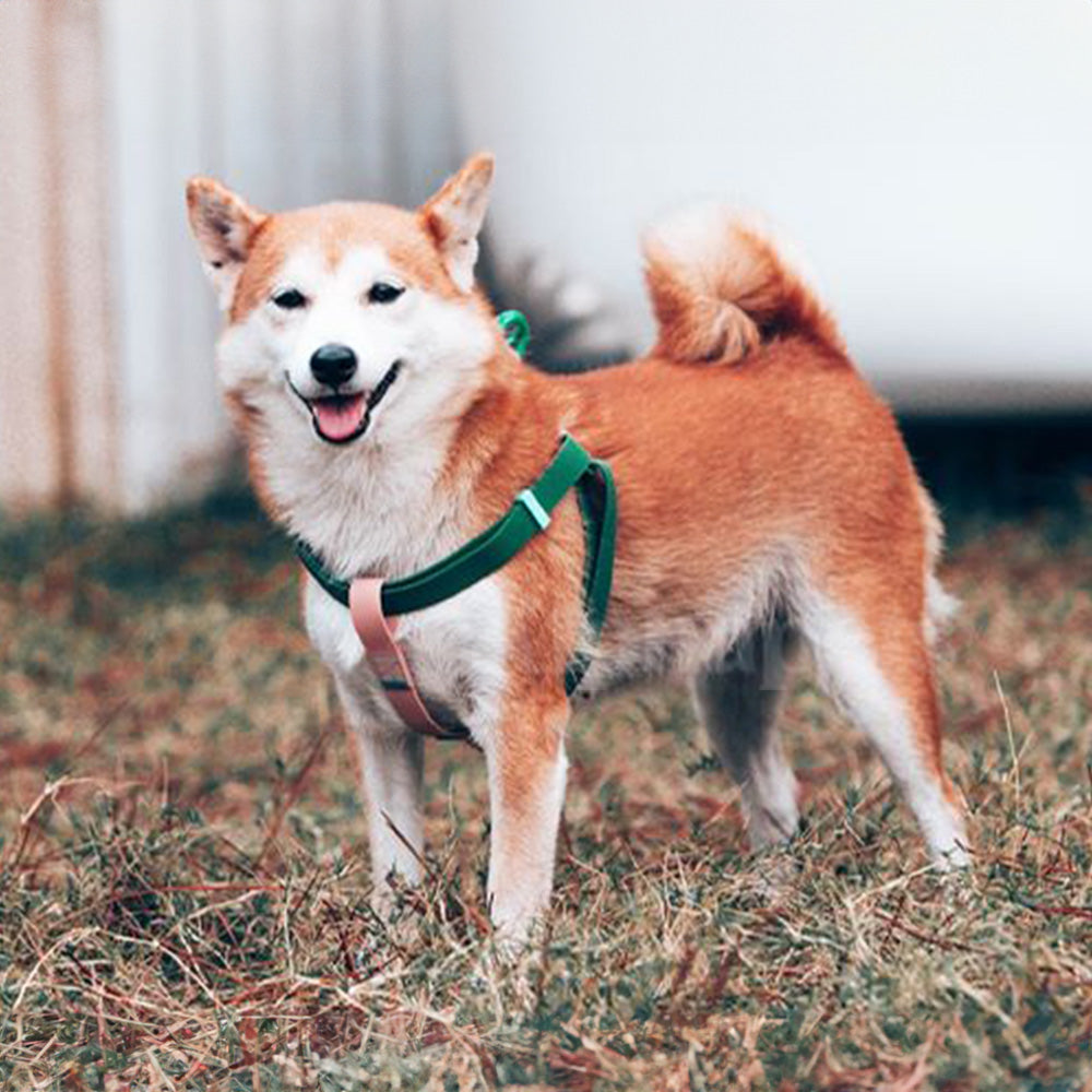 UNMIXED 活力MIX系列 PVC防水寵物項圈 2種尺寸