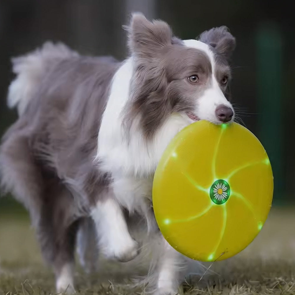 LaRoo 萊諾 寵物外出LED發光飛盤 可切換發光模式