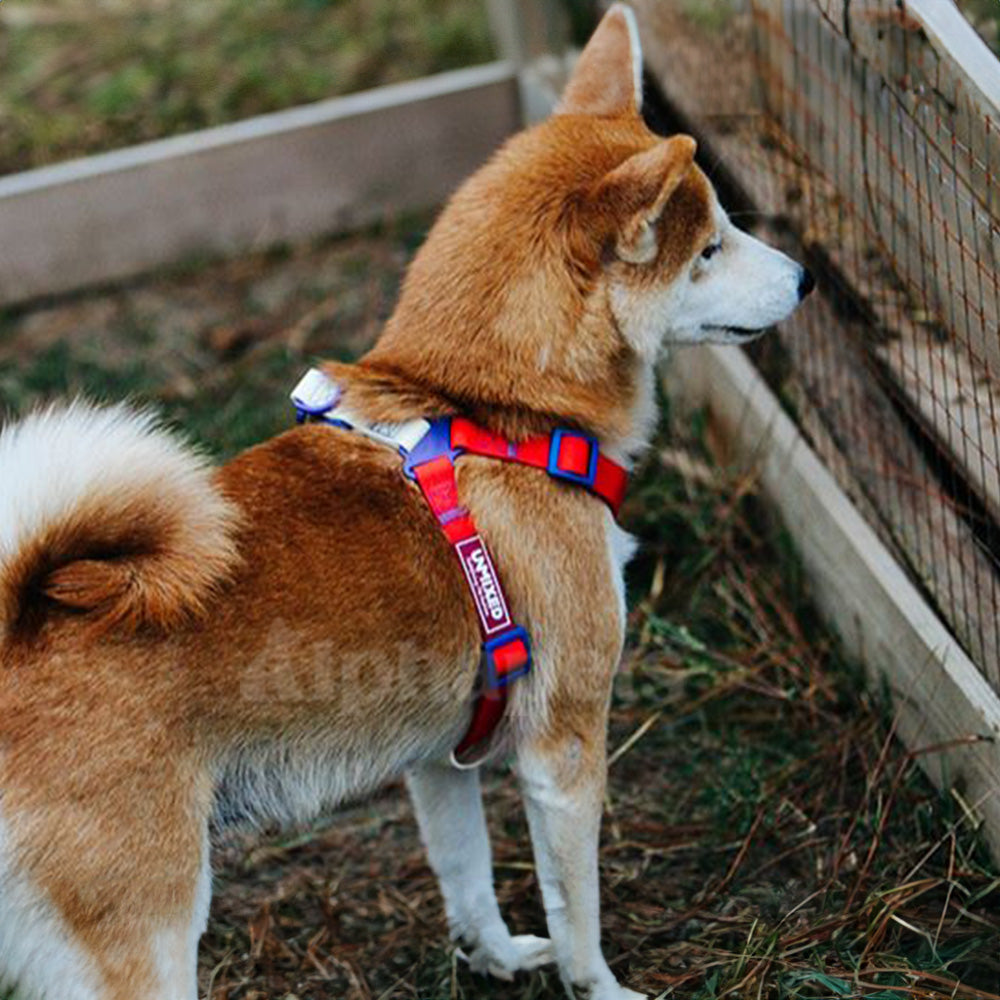 UNMIXED 活力MIX系列 PVC防水寵物項圈 2種尺寸