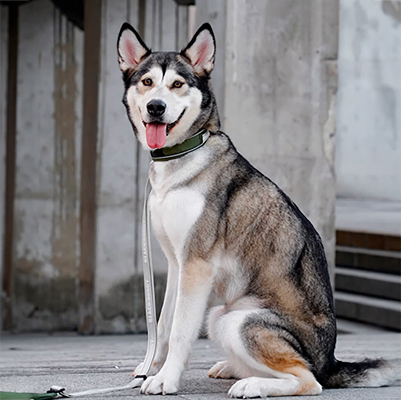 BlackDoggy 寵物戶外反光緹花便攜帶牽繩 / 反光項圈 2色