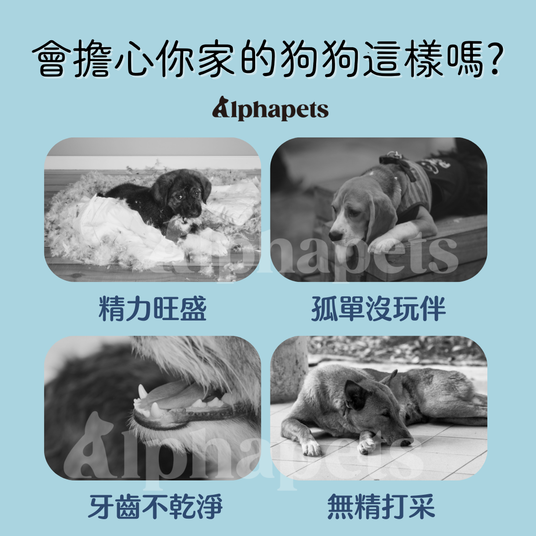 LaRoo 萊諾 假日系列 蹦蹦球 狗狗玩具球 寵物彈力球