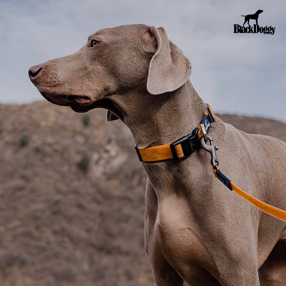 BlackDoggy 等高線寵物外出防水項圈 / 牽繩