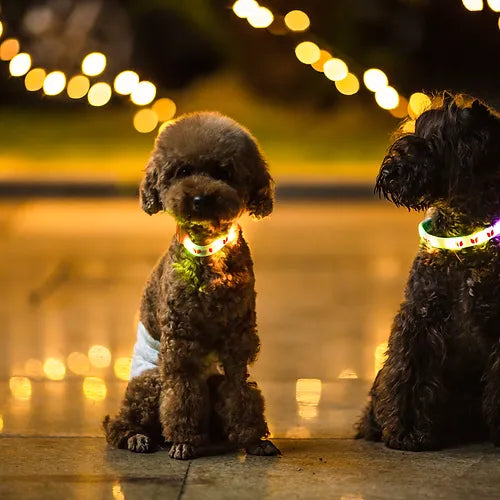 LaRoo 萊諾 森林發光圈 寵物發光項圈 防水 可充電 3色