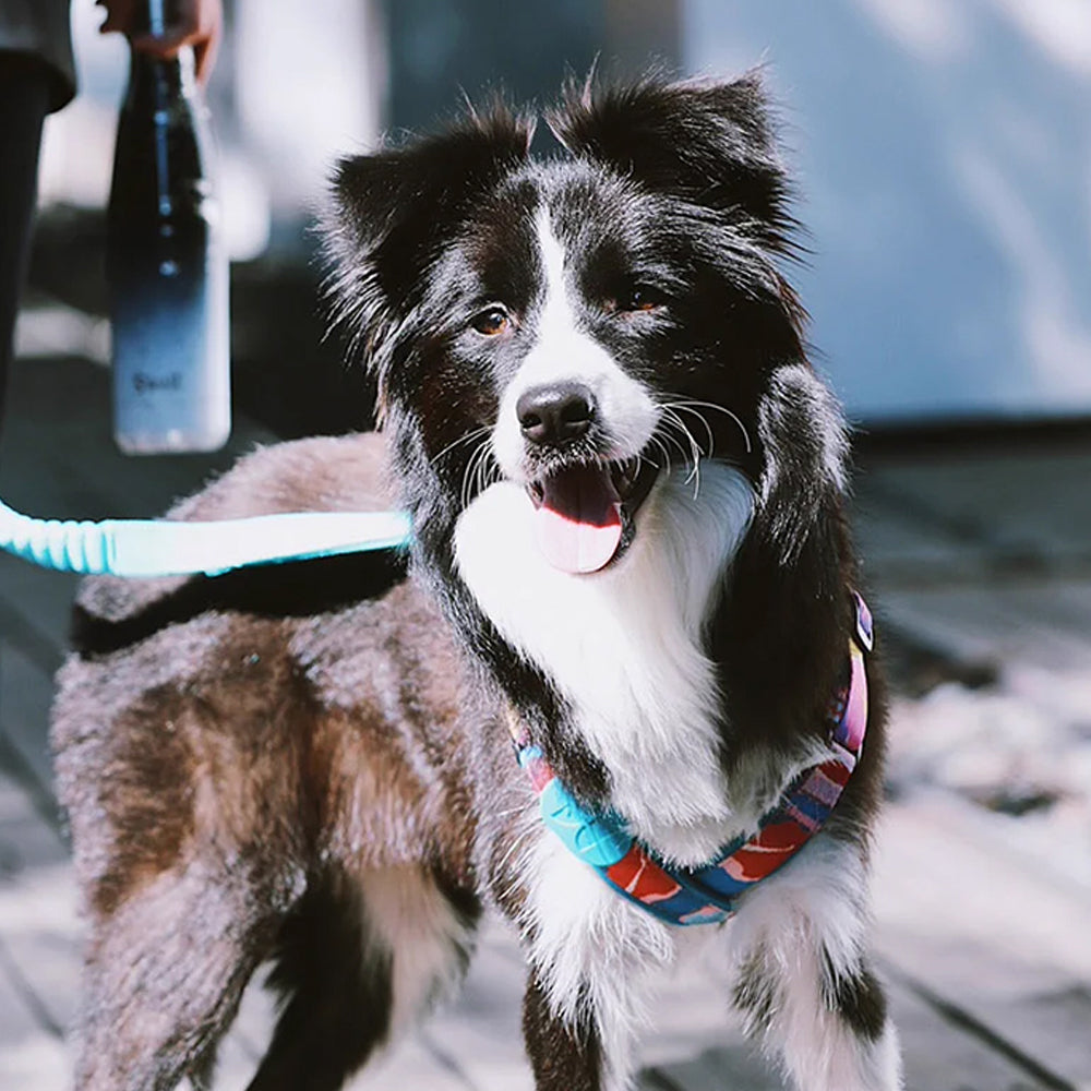 HiDREAM 繽紛PRO系列 X戰甲胸背帶 寵物胸背帶&牽繩 5款