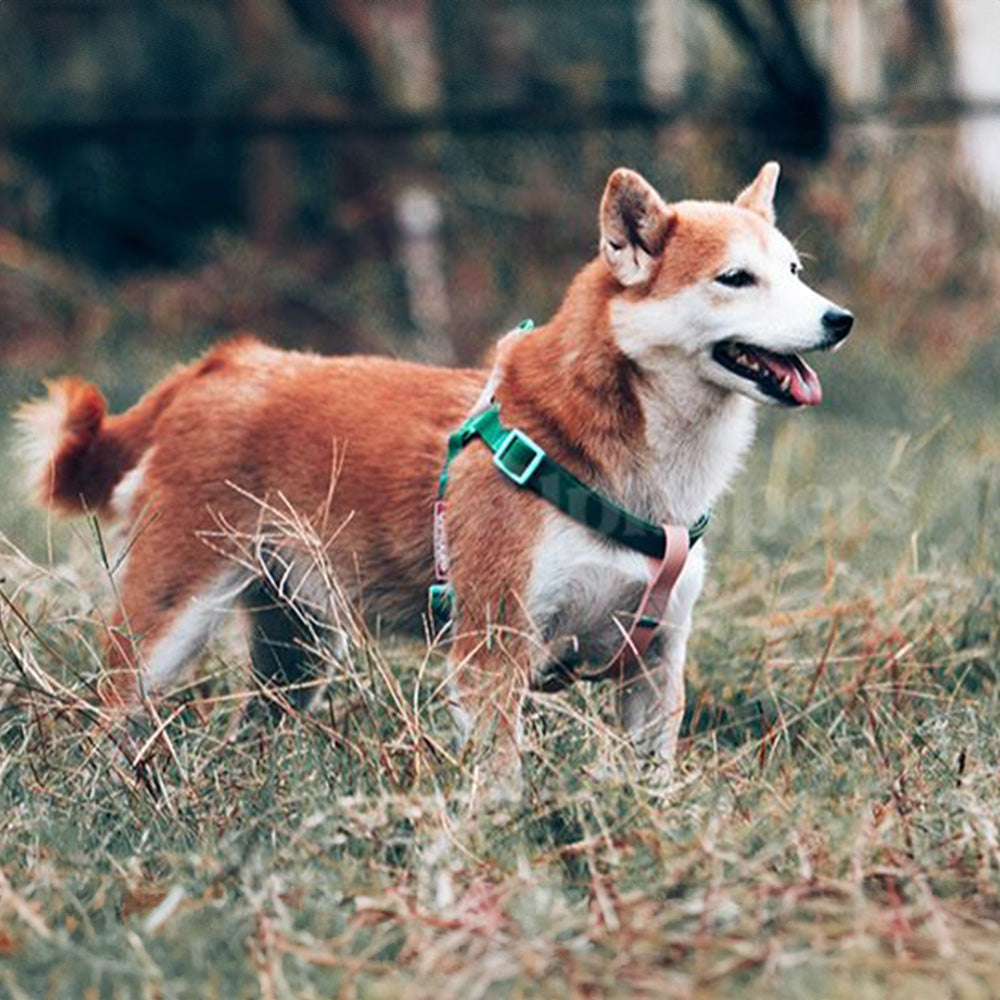 UNMIXED 活力MIX系列 PVC防水寵物項圈 2種尺寸