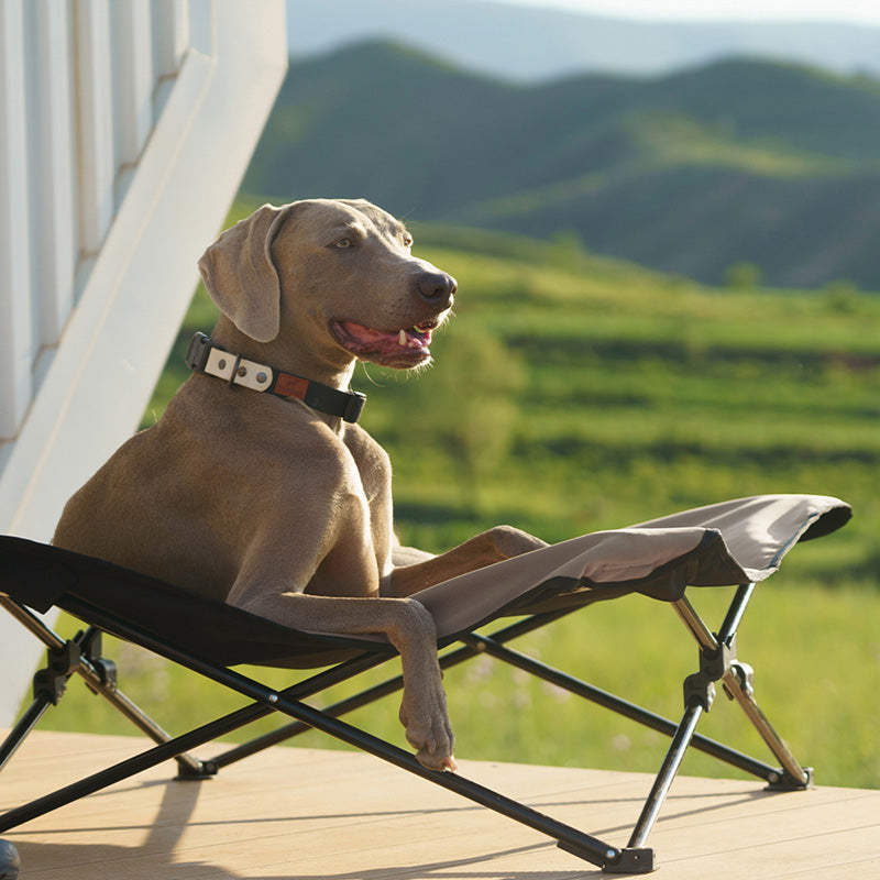 BlackDoggy 寵物戶外防潑水摺疊行軍床 / 專用睡墊 寵物床