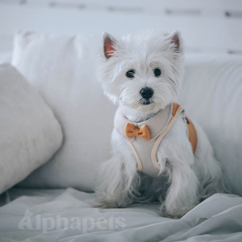 UNMIXED 倫敦學院風 寵物胸背帶+牽繩組 4種尺寸