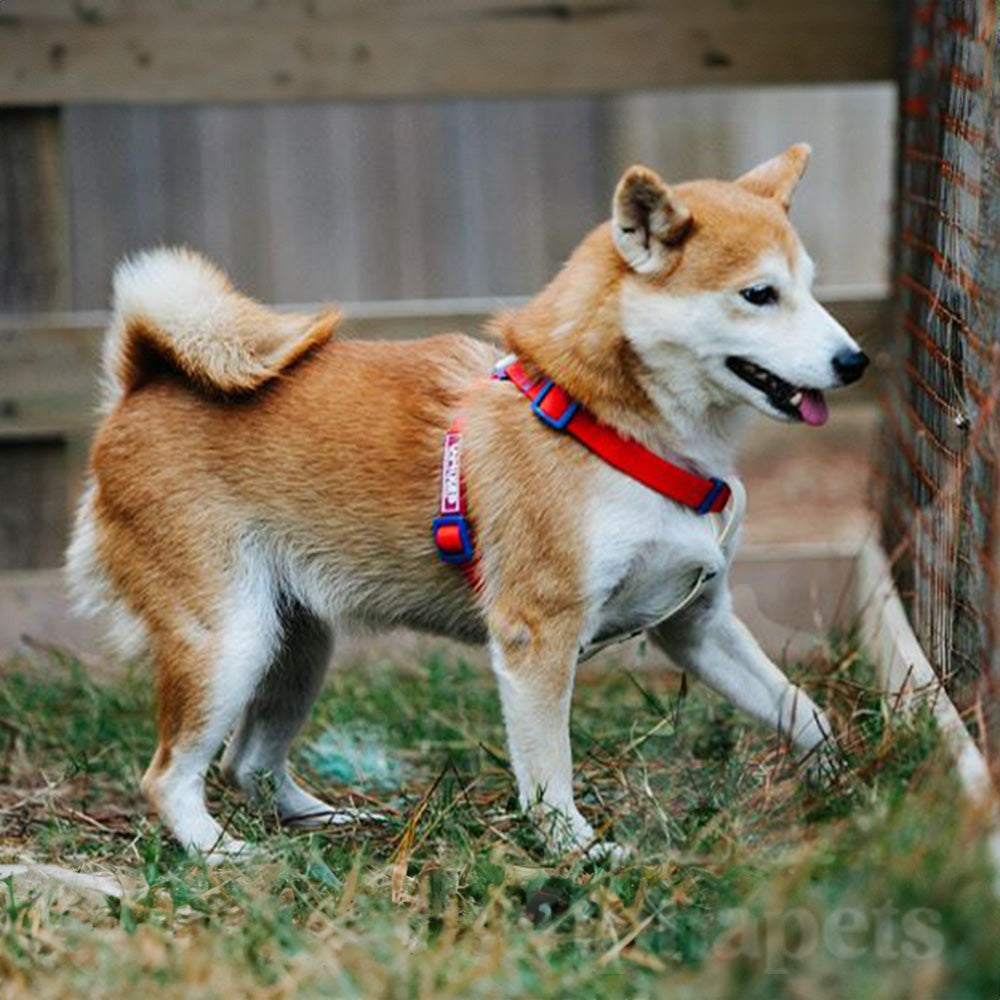 UNMIXED 活力MIX系列 PVC防水寵物項圈 2種尺寸