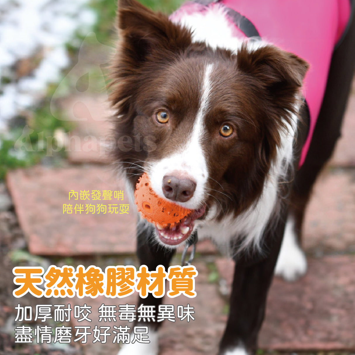 LaRoo萊諾 發聲壘球 橡膠玩具 狗狗玩具