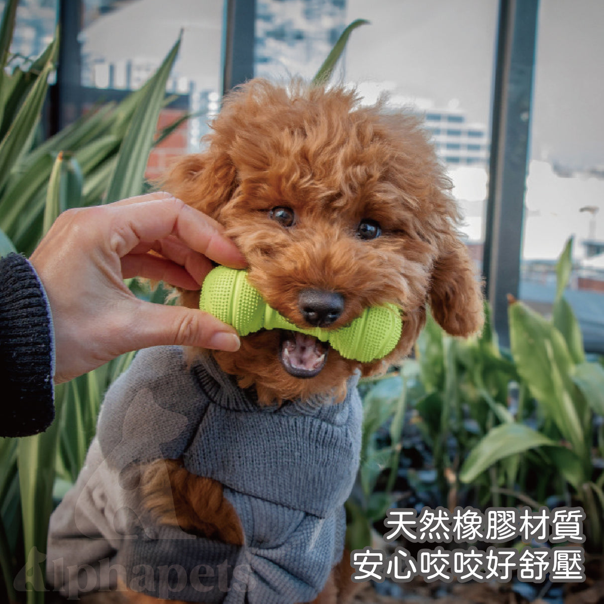 LaRoo萊諾 發聲小啞鈴 橡膠玩具 狗狗玩具