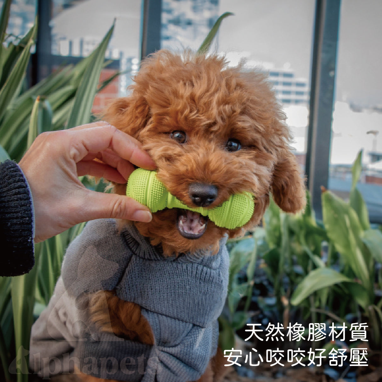 LaRoo萊諾 發聲小啞鈴 橡膠玩具 狗狗玩具