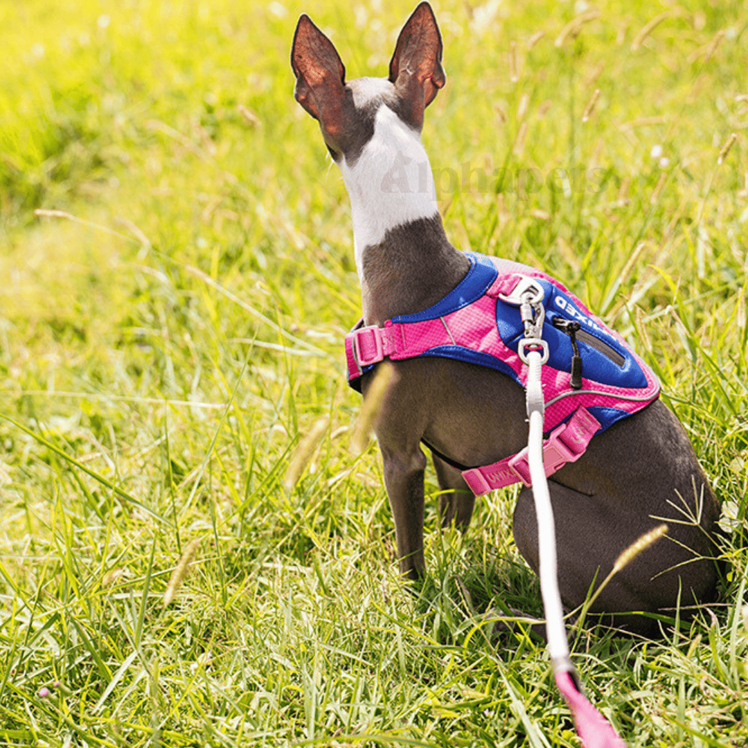 UNMIXED 城市探索者 牽引繩&胸背帶 多種尺寸顏色