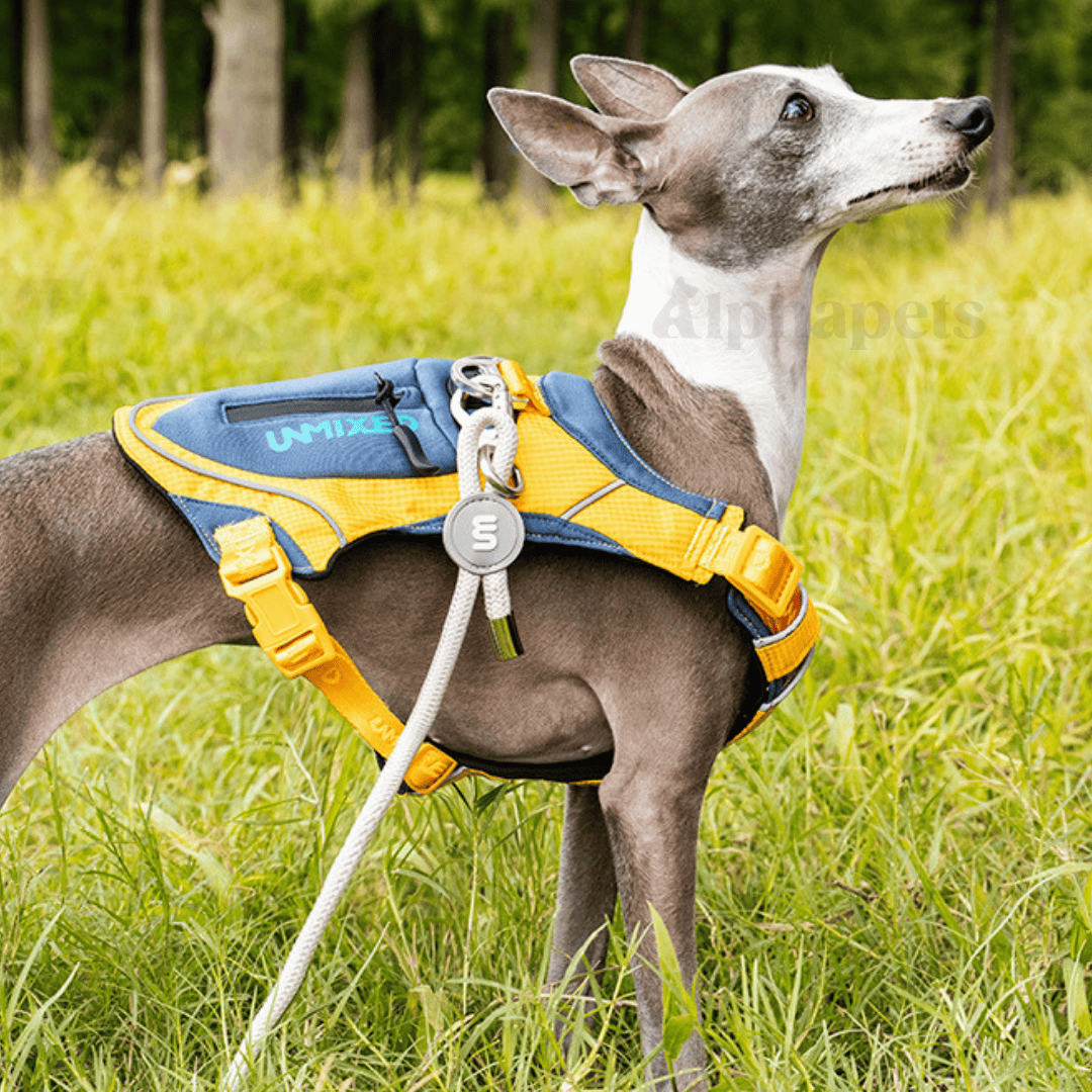 UNMIXED 城市探索者 牽引繩&胸背帶 多種尺寸顏色