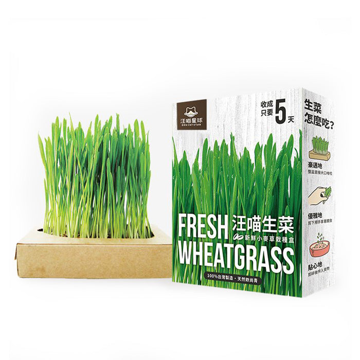 DogCatStar汪喵星球 汪喵生菜 貓草新鮮栽培盒 狗草新鮮栽培盒 小麥草