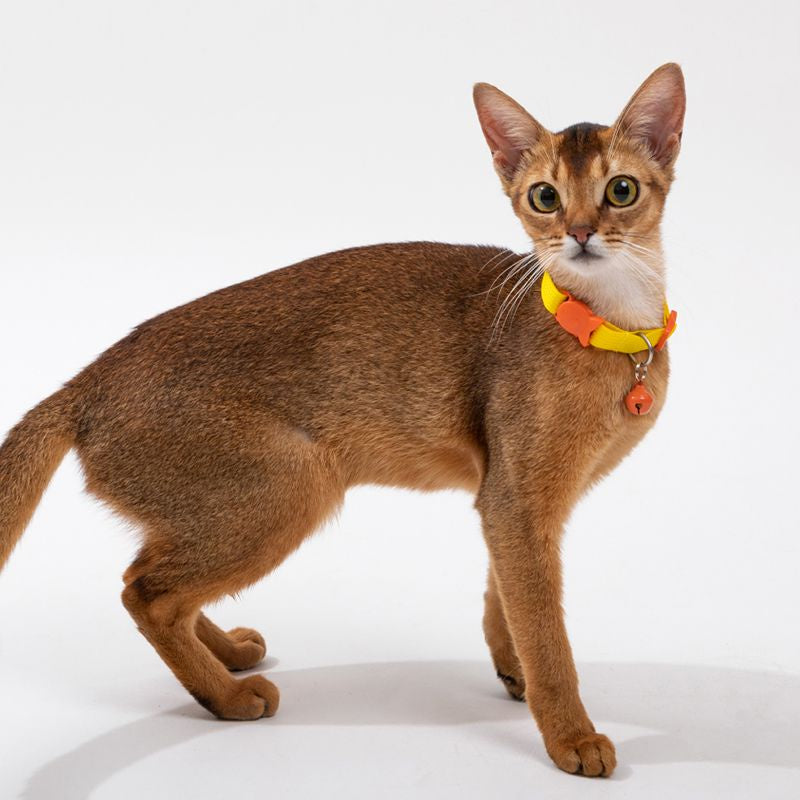 HiDREAM 糖果貓咪項圈 寵物項圈 貓項圈 4色